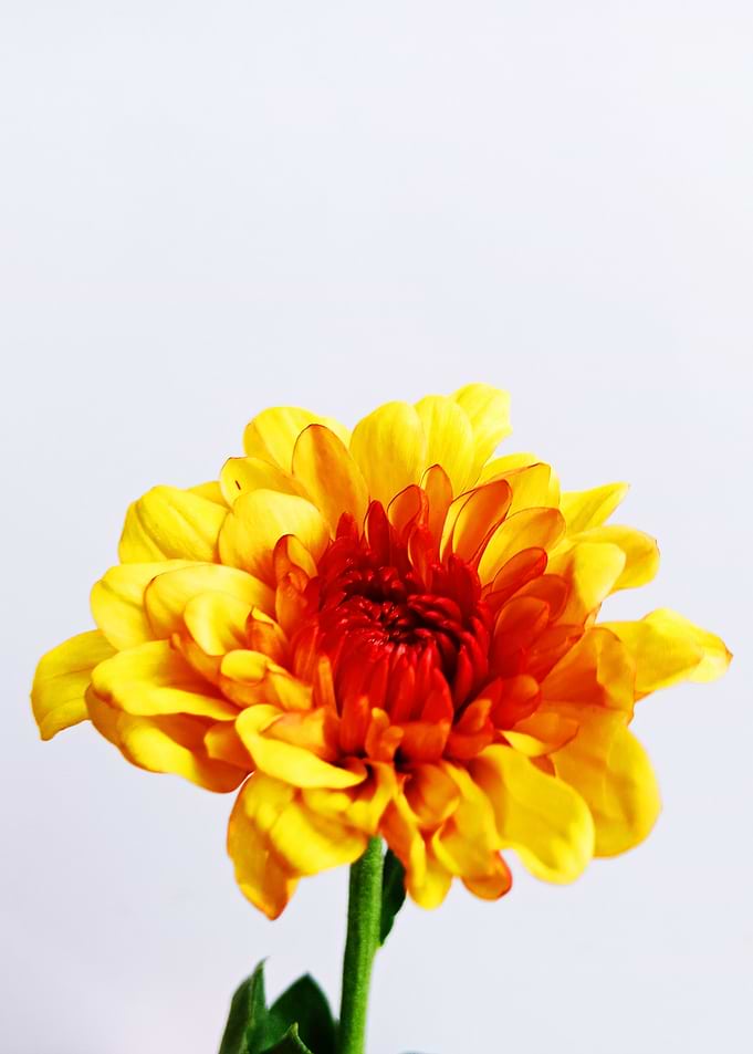 Yellow Flower Close Up