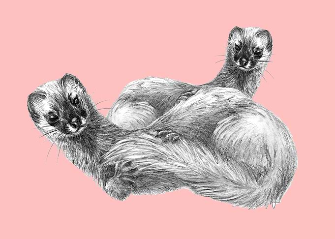 Siberian weasel in pink