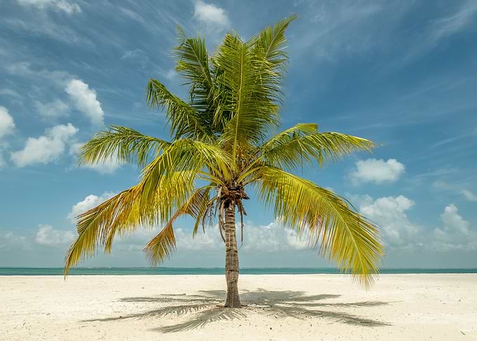 Palm Tree