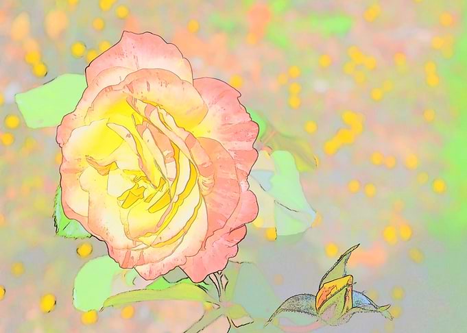 Peachy Rose