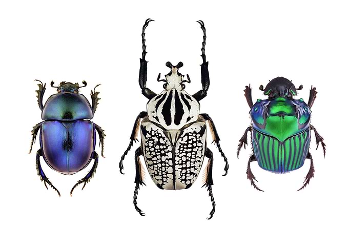 Three Beetles