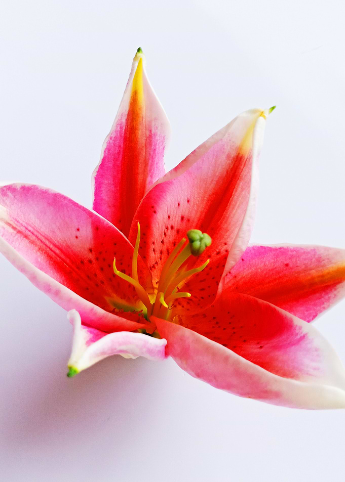 Starflower Pink