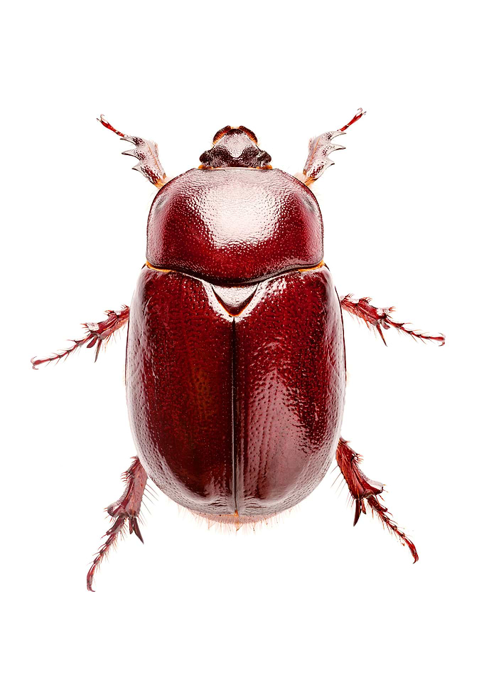 Oryctis Nasicornis