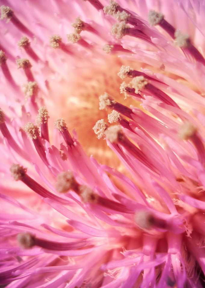 PINK THISTLE BLOOM-1