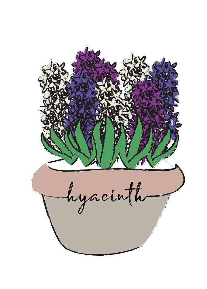 Hyacinth