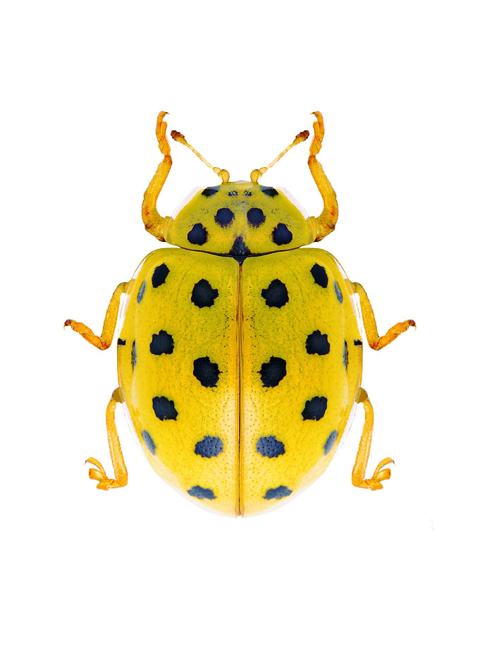 Psyllobora Vigintiduopunct