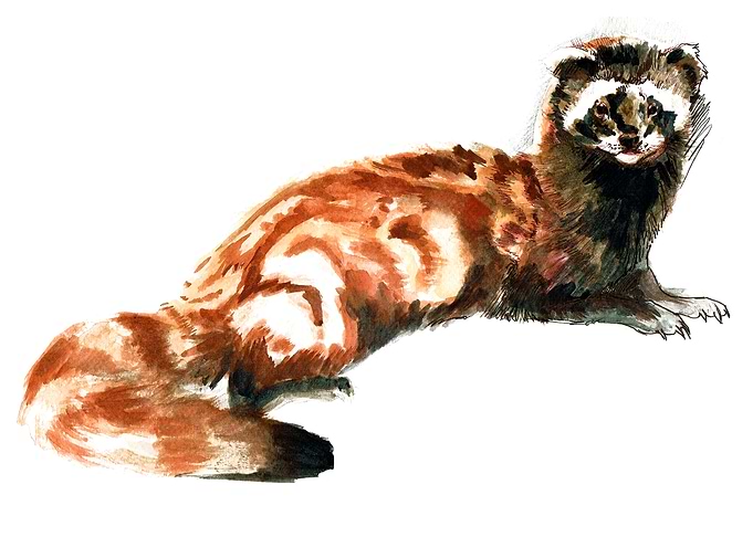 Marble polecat