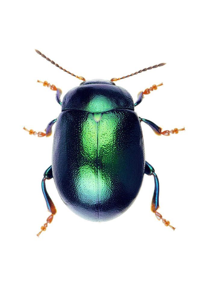 Chrysolina Herbacea