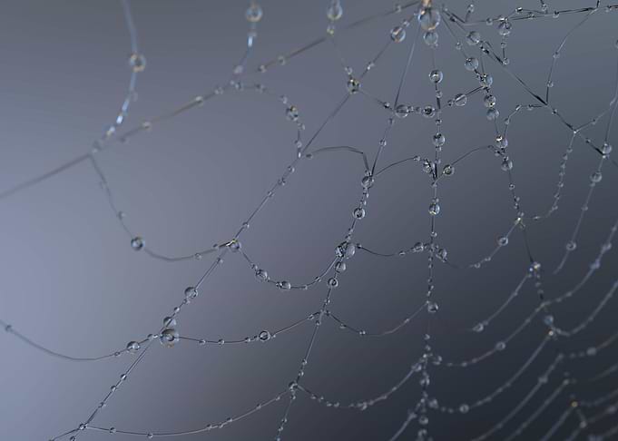 The web