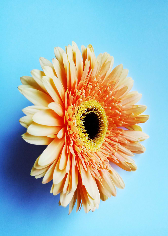 Peach Daisy