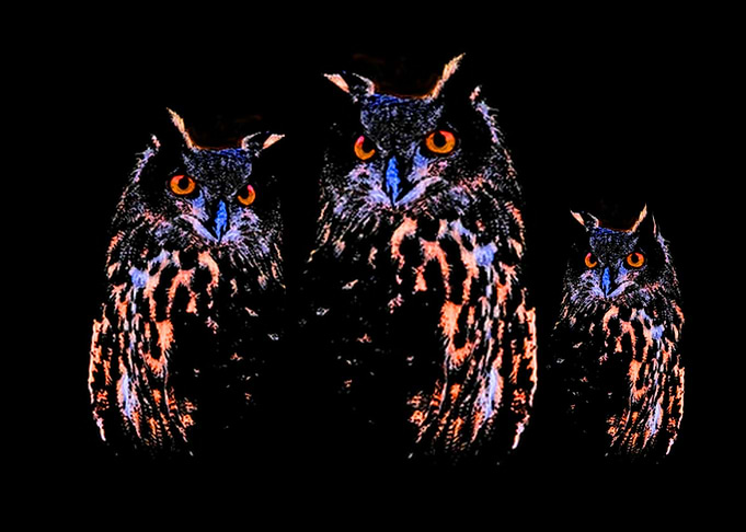 The Watchers