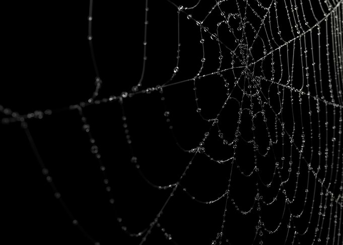 The web