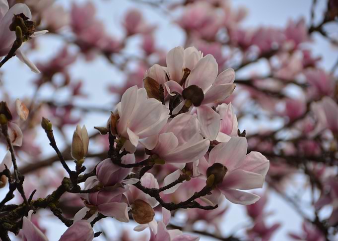 Early Spring