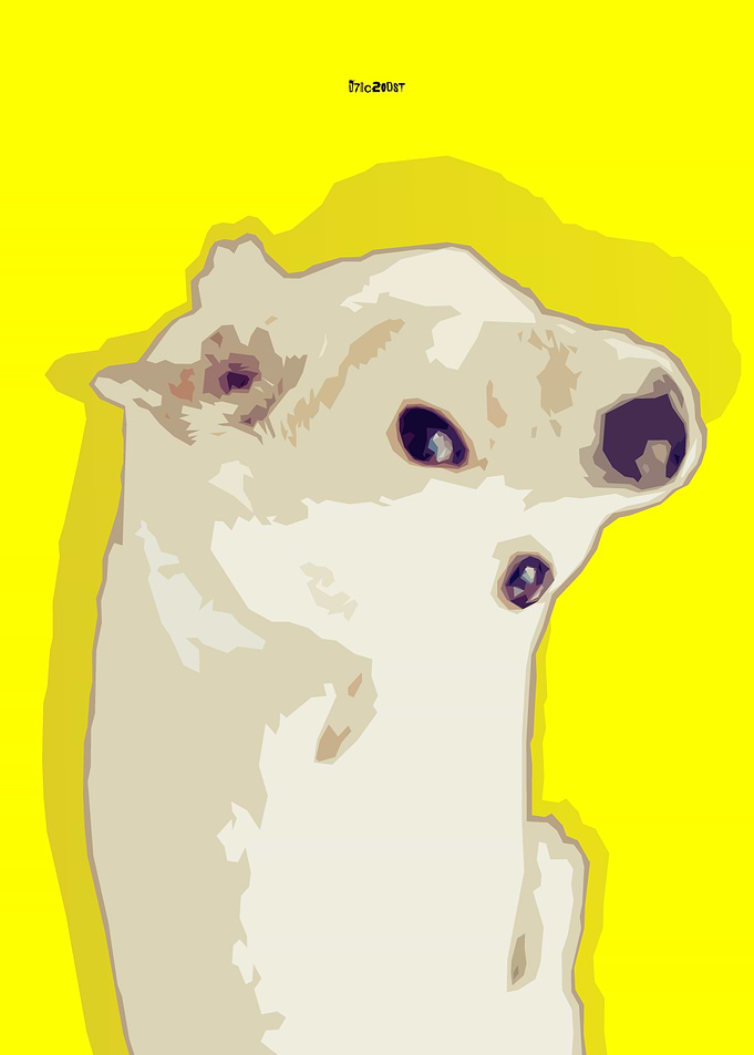 Cute Dog