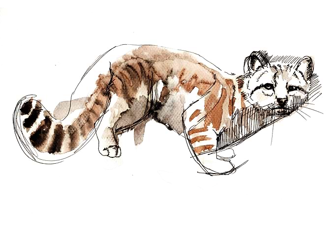 Andean mountain cat
