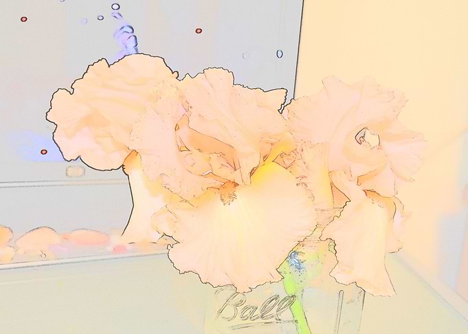 Iris Ball