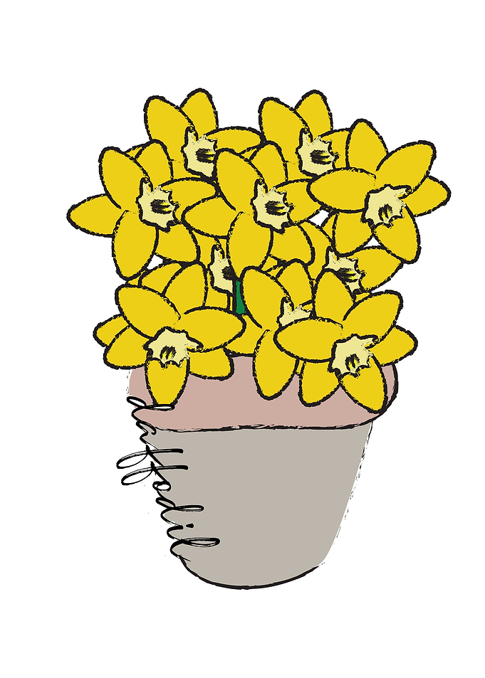 Daffodill