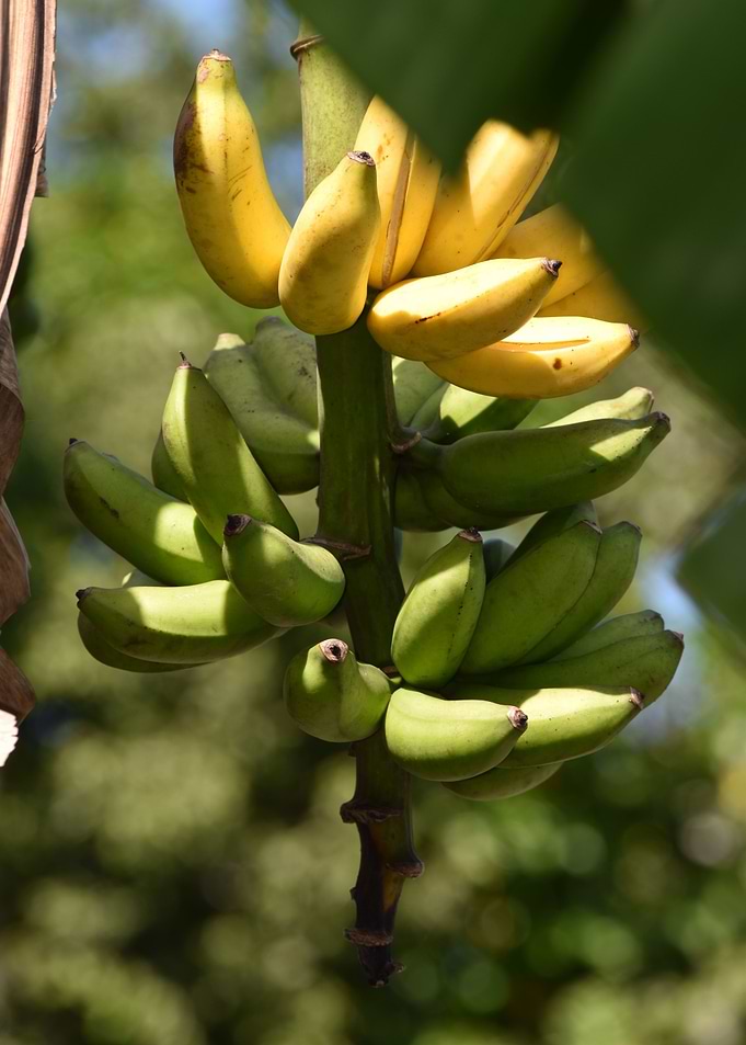Manzano Banana