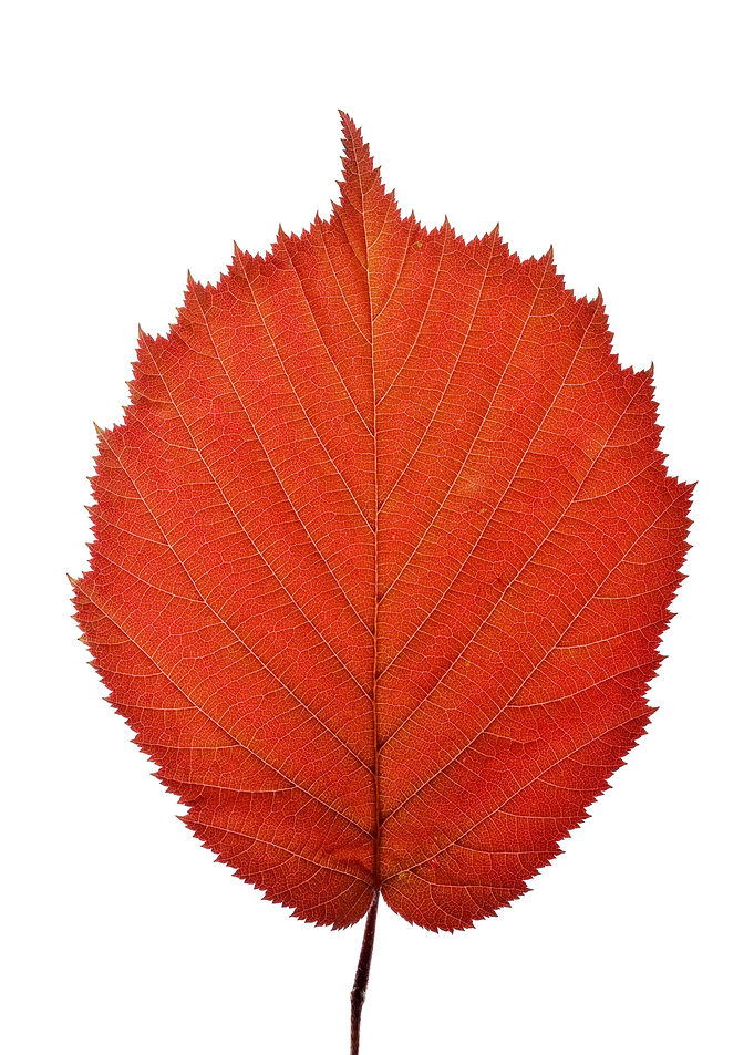 Corylus maxima