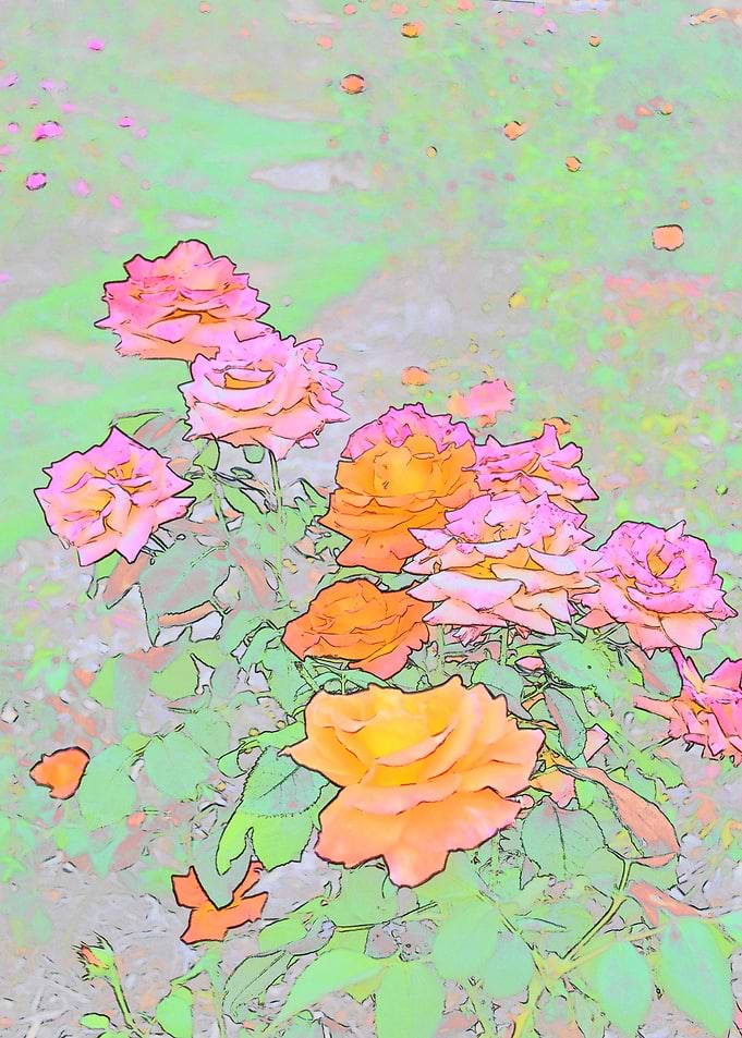 Rose Garden