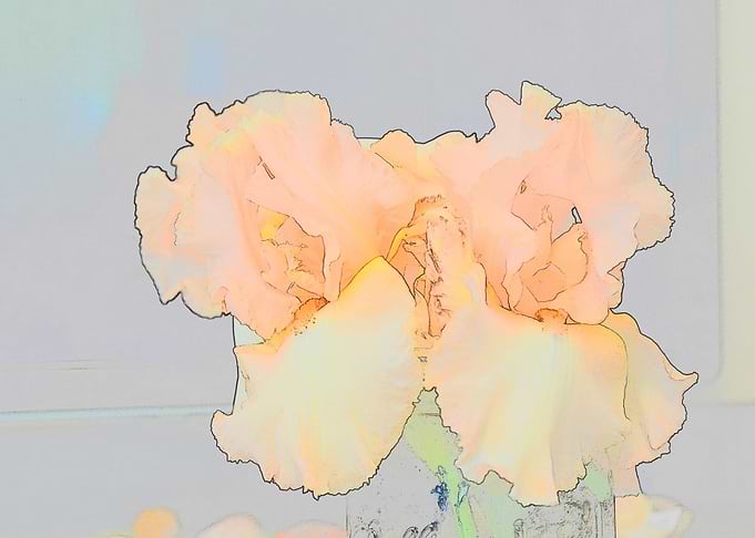 Iris Duo