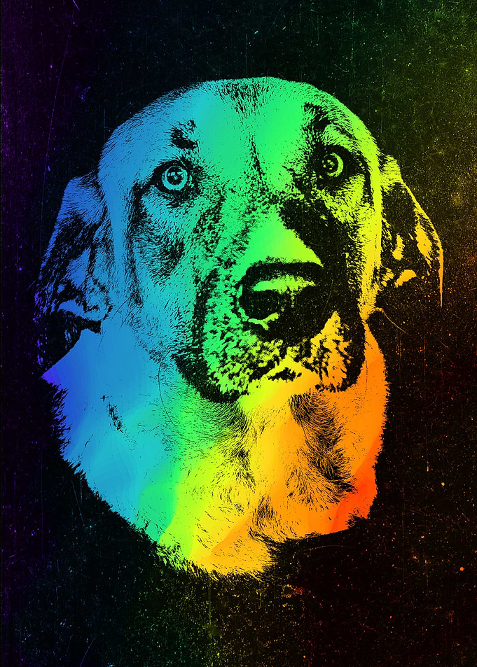 Anatolian Shepherd