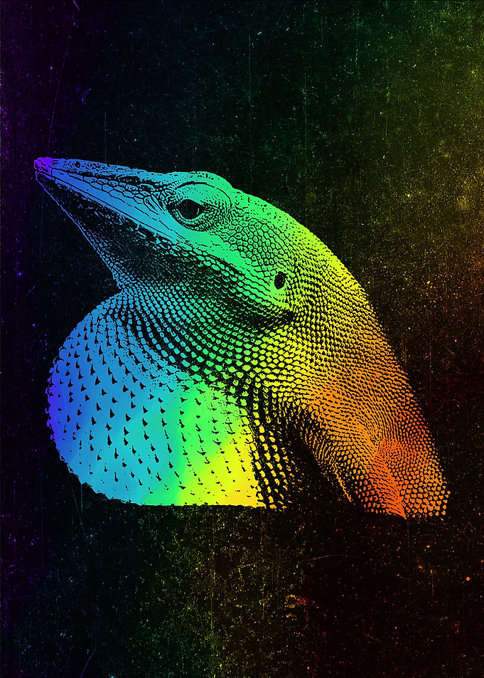 Anole Colorful