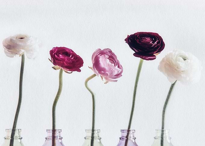 Ranunkulus