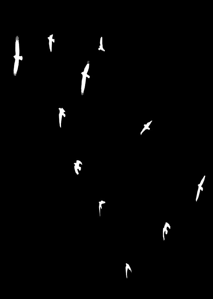 Murder of Crows In Flight