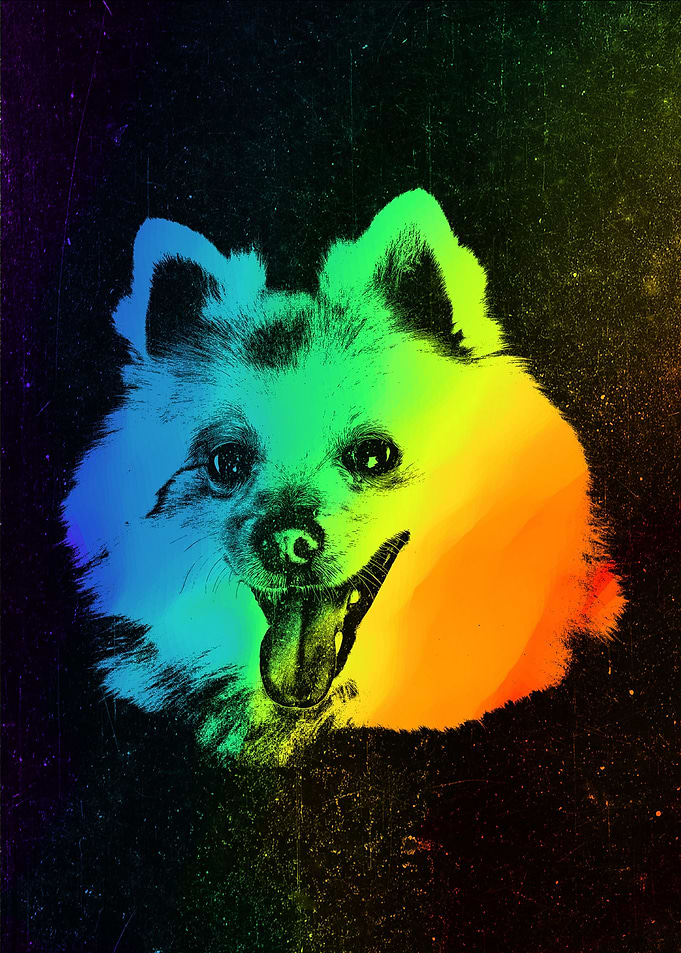 American Eskimo