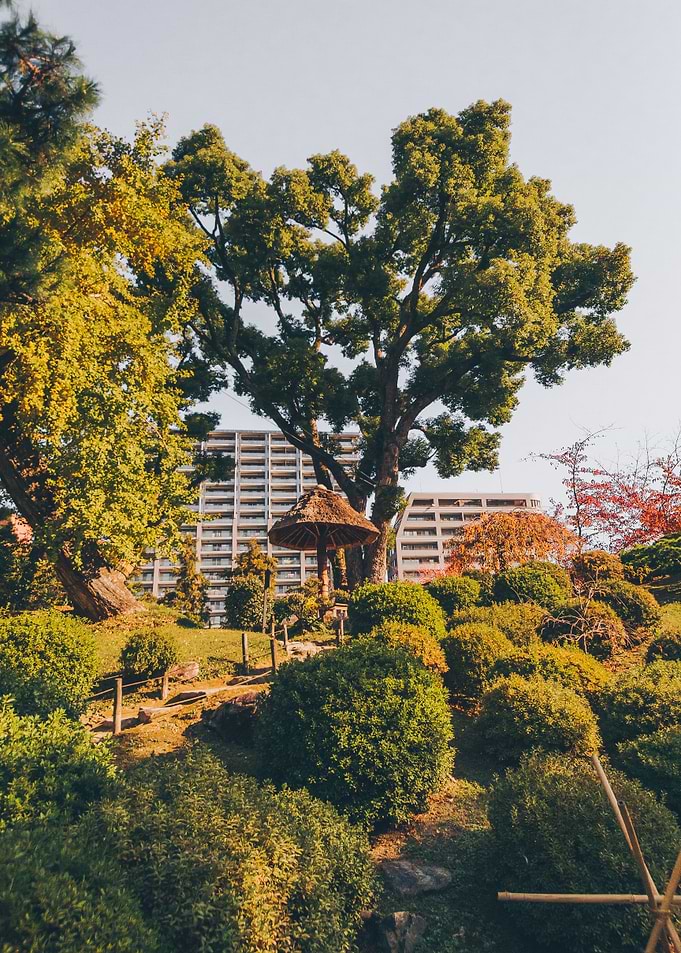Japanese Tree