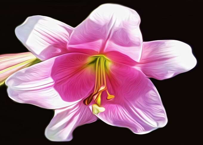 Lily Digital Art
