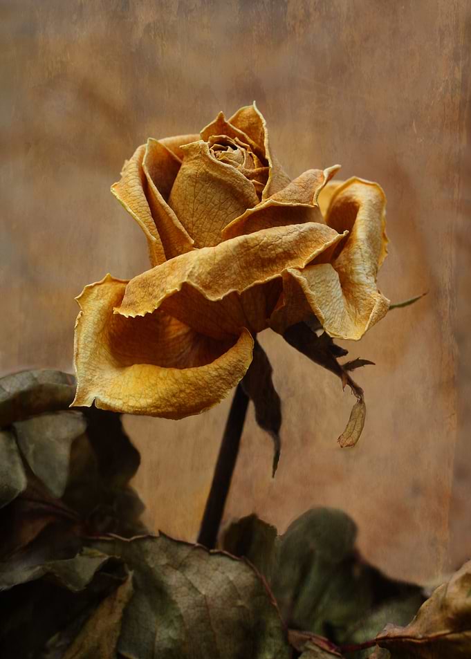 Dried rose
