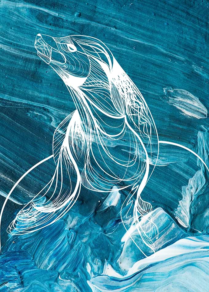 Seal illustration