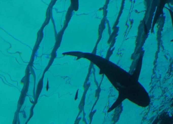 Shark
