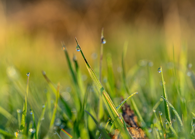 Dew Drops