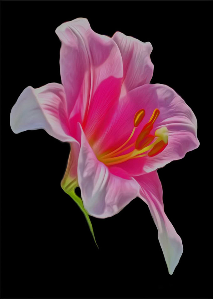 Lily Digital Art