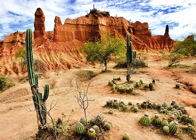 The Desert Vegetation