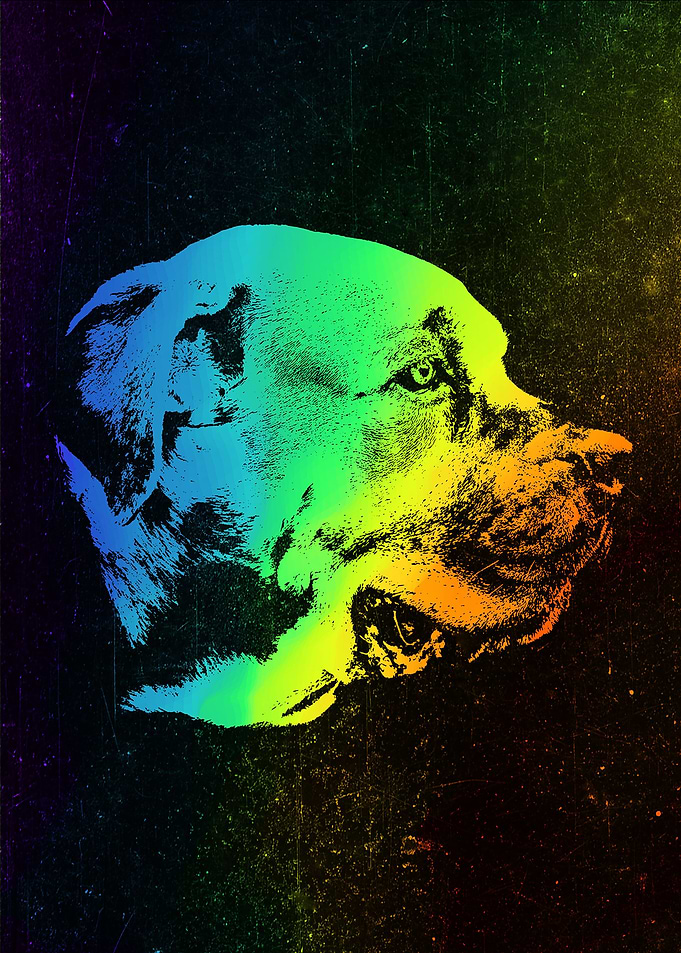 American Mastiff