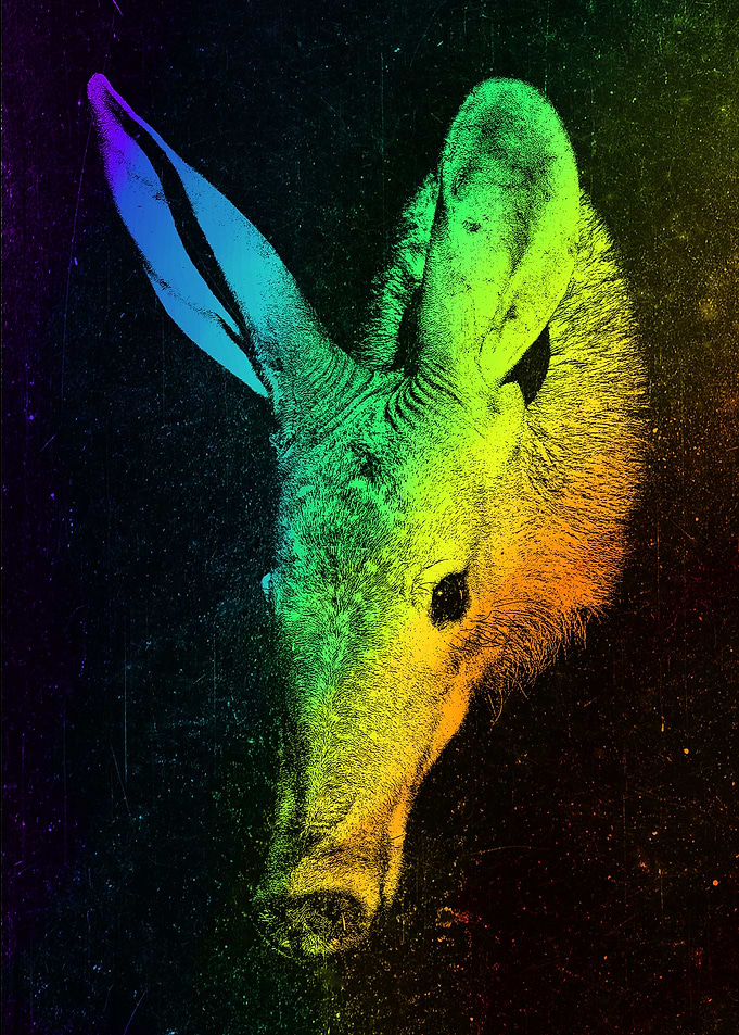 Aardvark