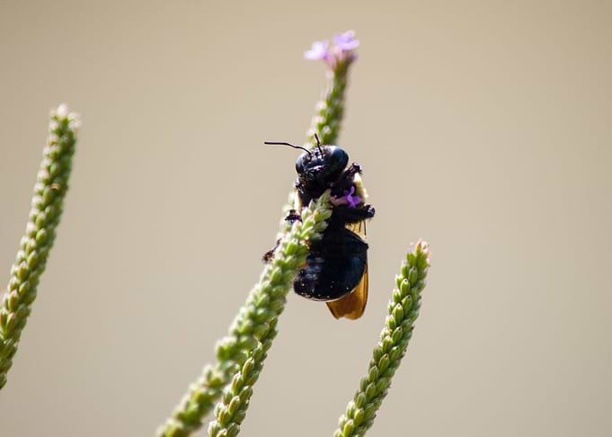 Alien Circus Bee