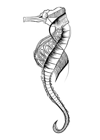 Sea horse Lines