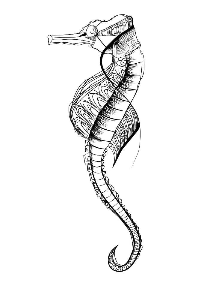 Sea horse Lines
