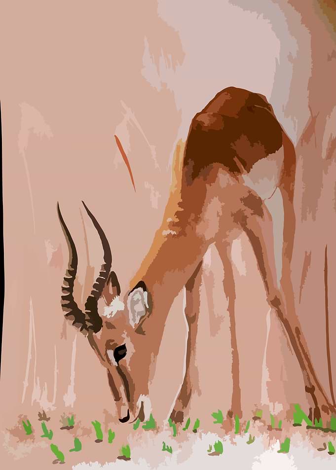 Antelope eating grass