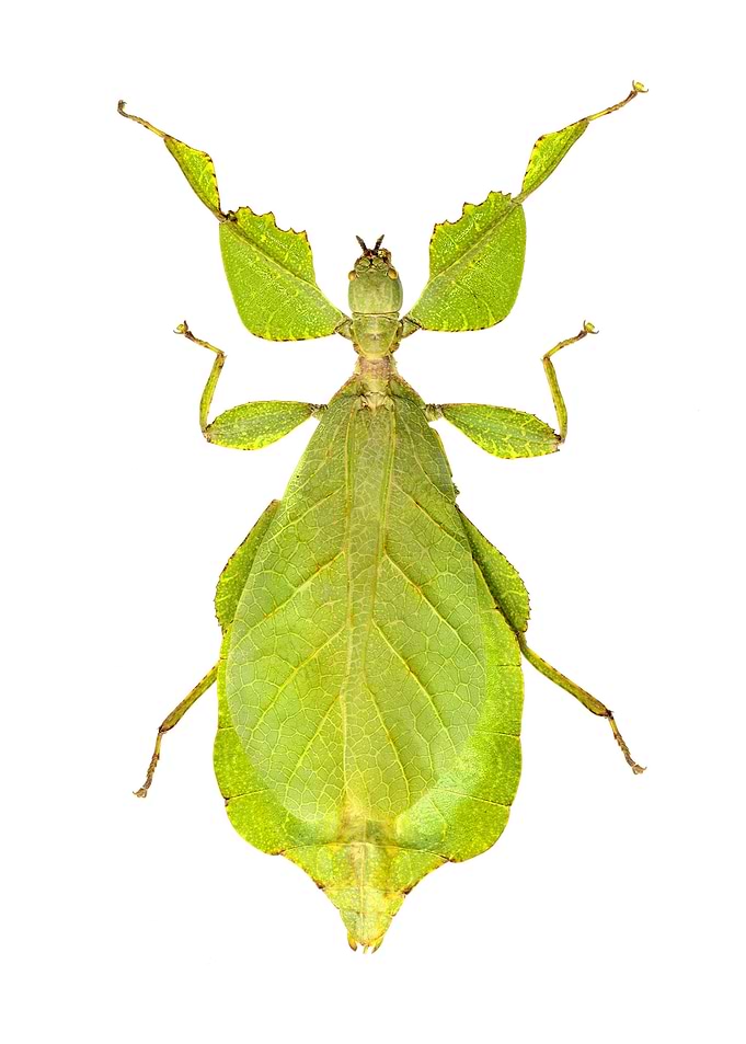 Phyllium Celebicum