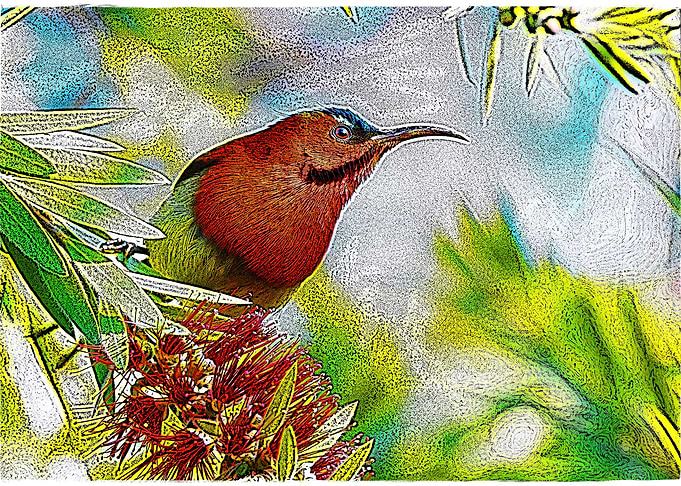 Crimson Sunbird