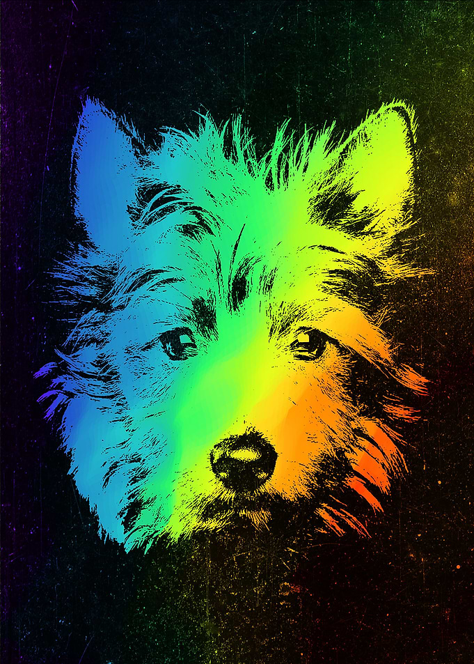 Australian Terrier