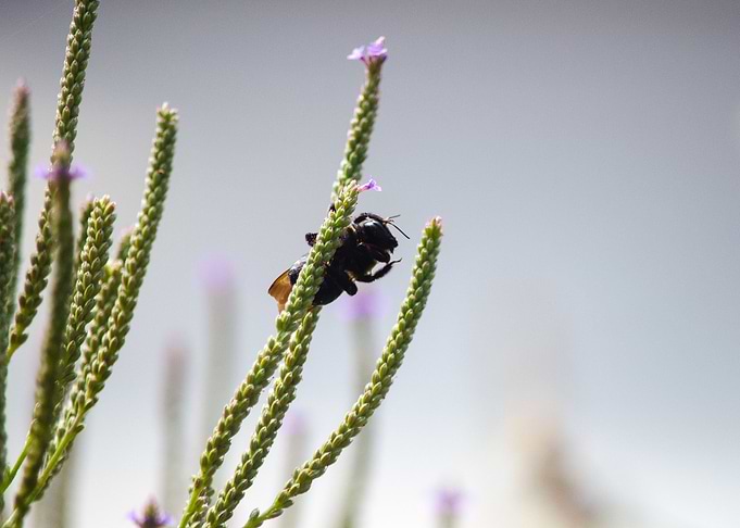 Bumblebee Yoga