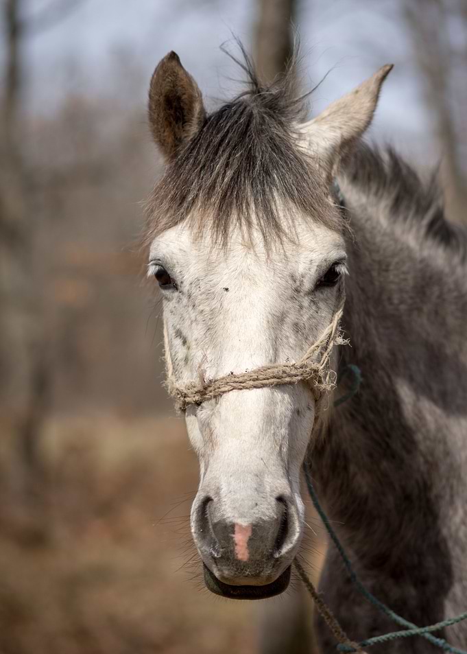 Horse in the forest