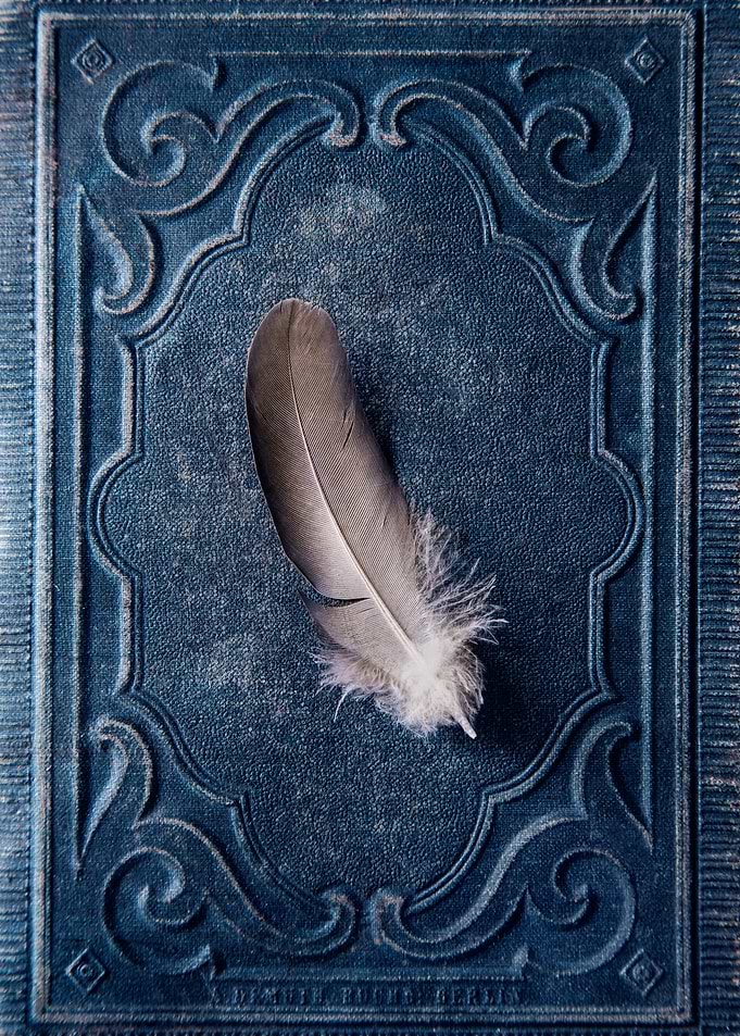 Grey feather